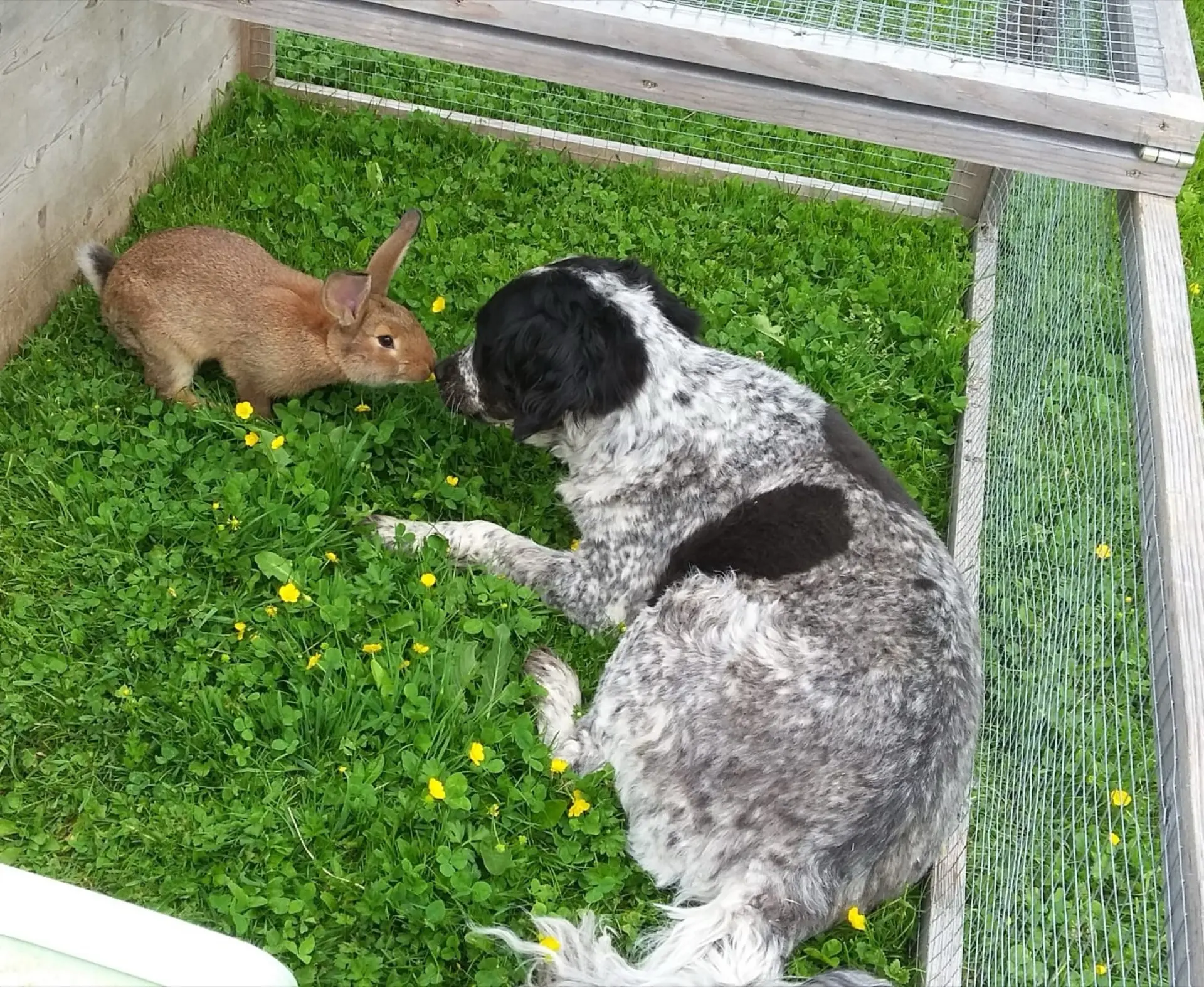 Hündin Luna mit einem Hasen