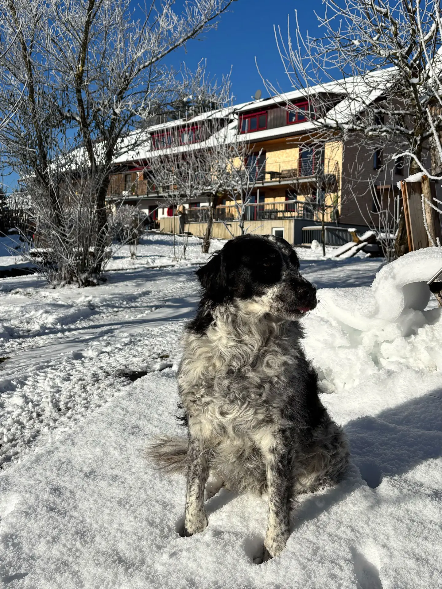 Hündin Luna im Schnee